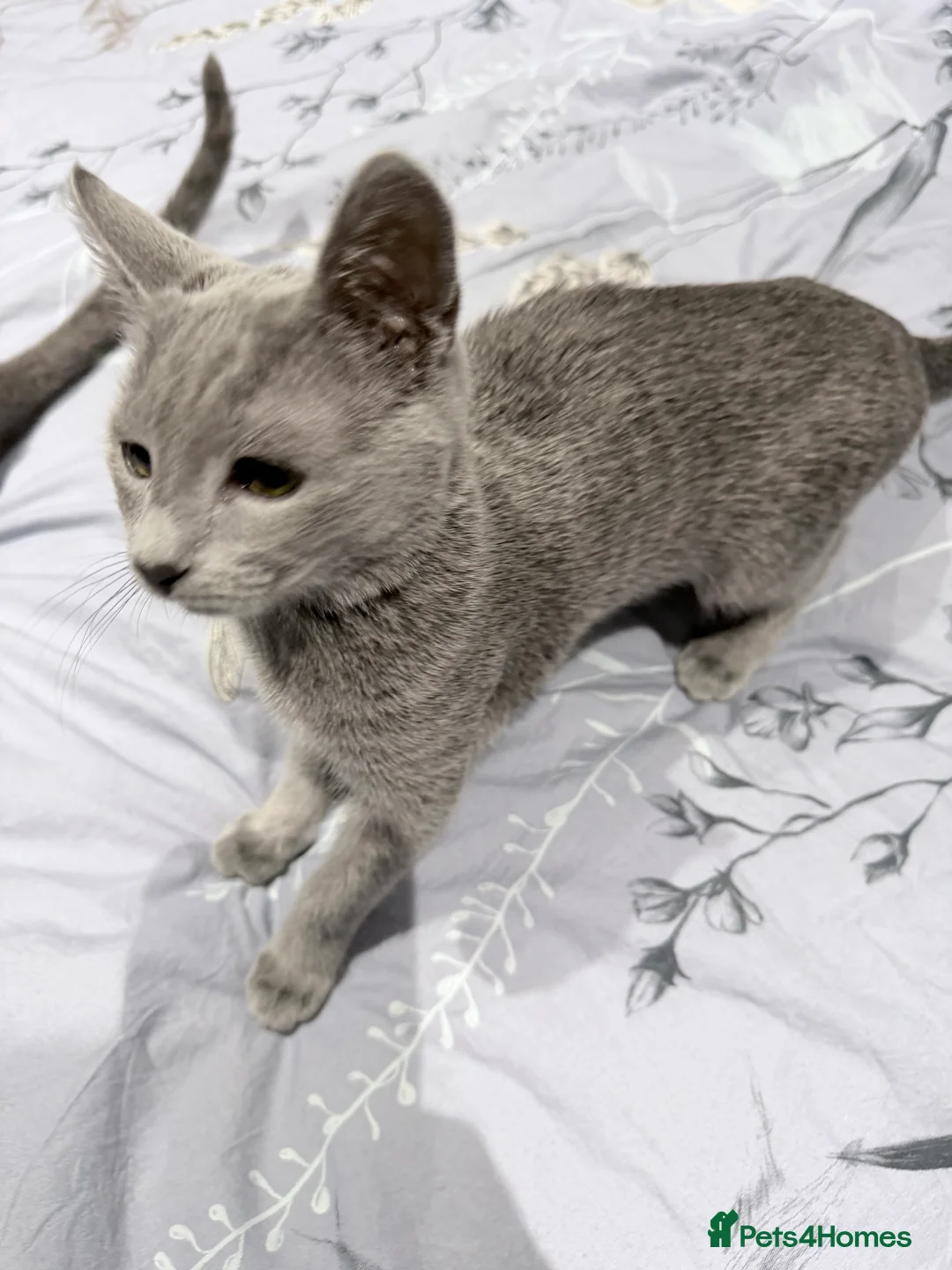 Russian Blue cats for sale: Adorable Russian blue kitten champion bloodline - Advert 11