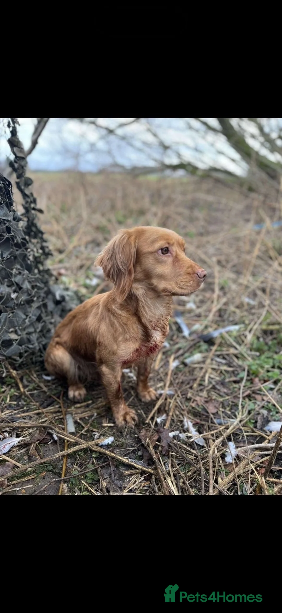 Cocker Spaniel dogs for sale: KC registered cocker spaniel puppies  - Advert 1