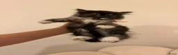 Mixed Breed cats for sale:  Persian mix kittens  in Bradford - Advert 22