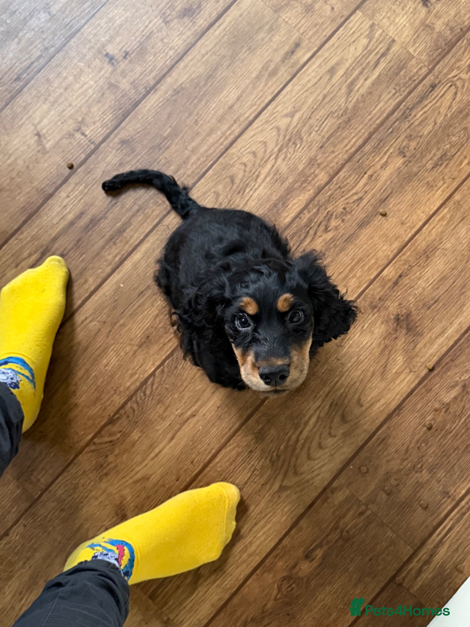 Cocker Spaniel dogs Zeus  - Advert 1