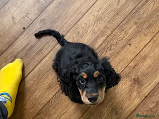 Cocker Spaniel dogs Zeus - Advert 1