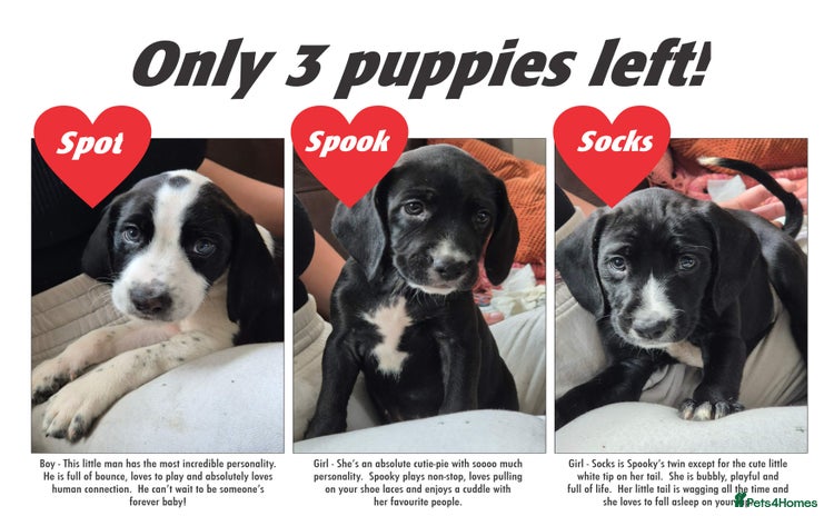 Staffordshire Bull Terrier dogs - Advert 2