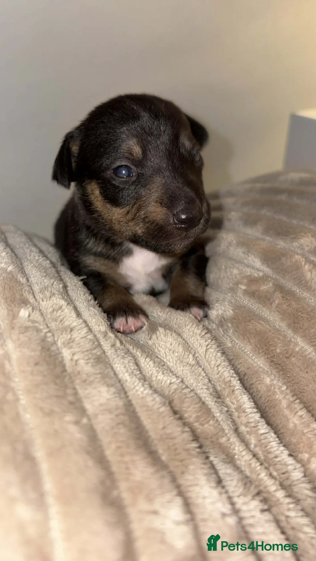 Jack Russell dogs for sale: Blue/merle Jackrussle puppies  - Advert 2