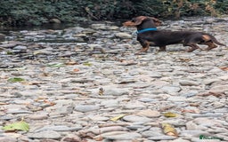 Dachshund dogs for stud: Woody - Image 2