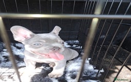 French Bulldog dogs for sale: Lilic frenchie - Image 1