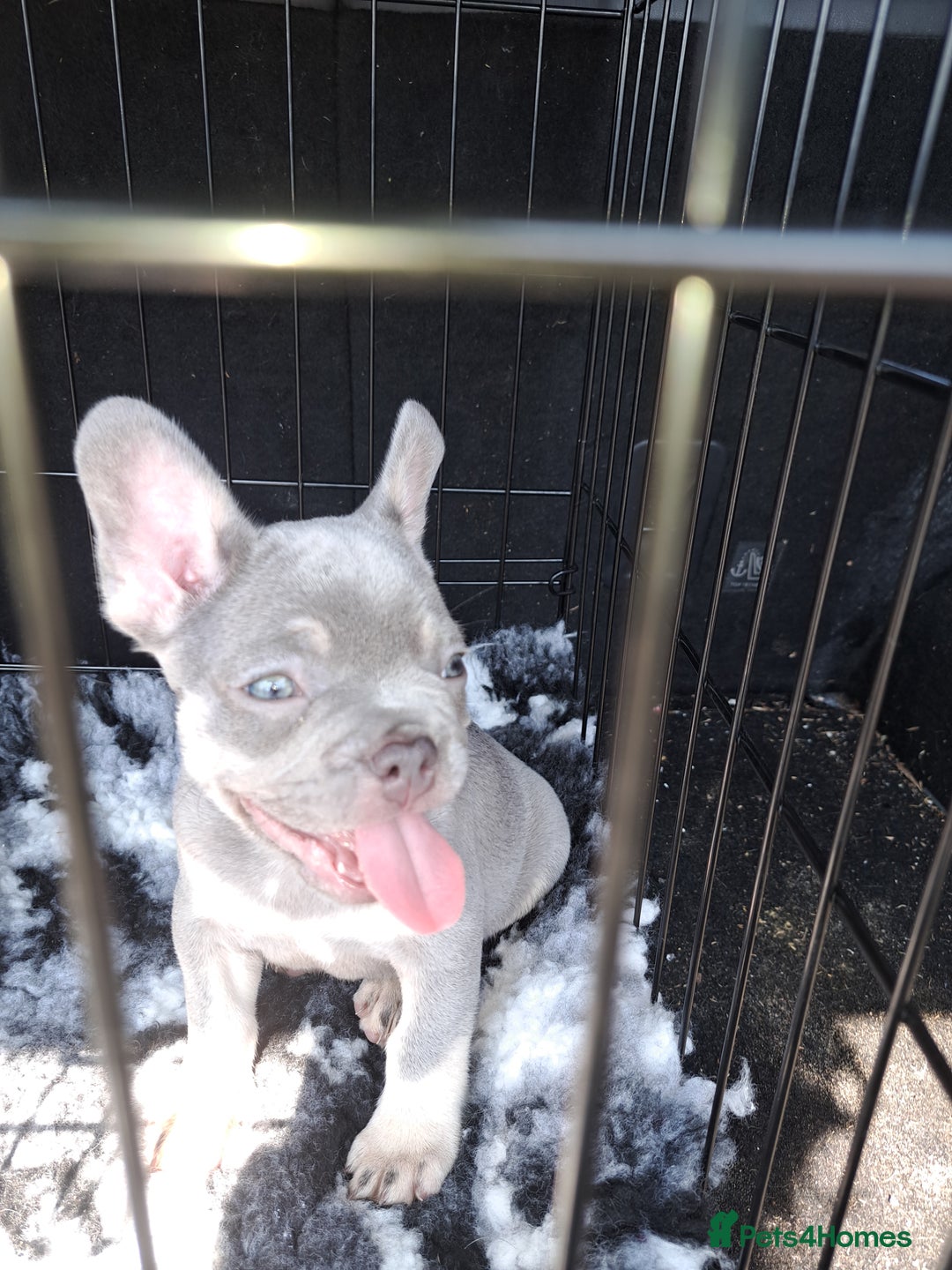 French Bulldog dogs for sale: Lilic frenchie - Image 1