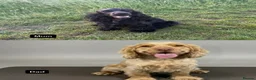 Cocker Spaniel dogs for sale: Show Type Cocker Spaniel Puppies in Nottingham - Advert 11