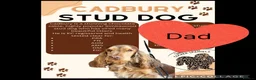 Cocker Spaniel dogs for sale: KC Show Type , Health clear puppies in Doncaster - Advert 3
