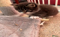 Ragcoon cats for sale: Maine Coon/Ragdoll Cross - Image 9