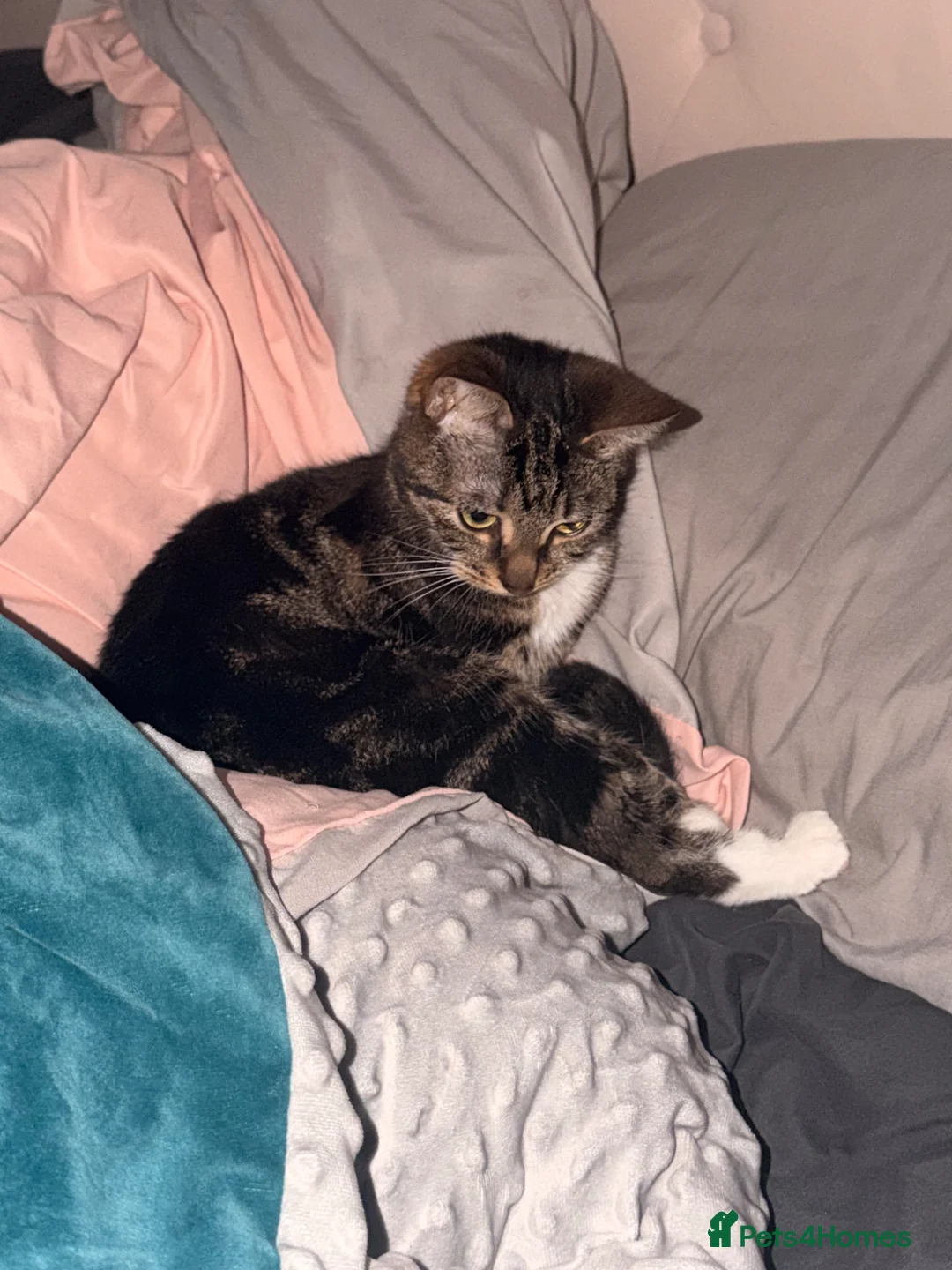 Mixed Breed cats for sale: 2 year old for sale in Cleckheaton - Advert 2