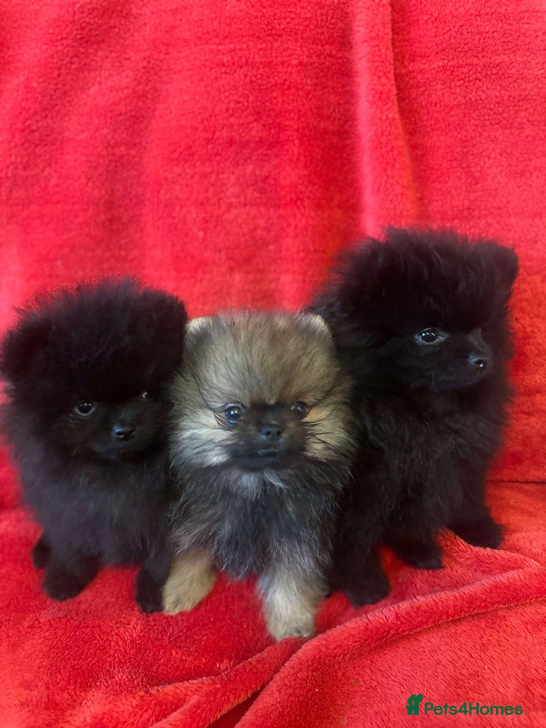 Pomeranian dogs for sale: Stunning KC reg Pomeranians  - Image 1