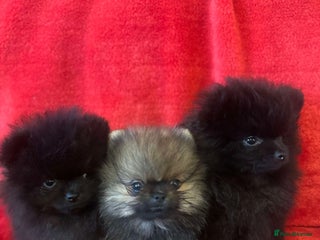 Pomeranian dogs - Advert 9