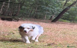 Australian Shepherd dogs for stud: Proven Blue Merle Australian Shepherd At Stud - Image 4