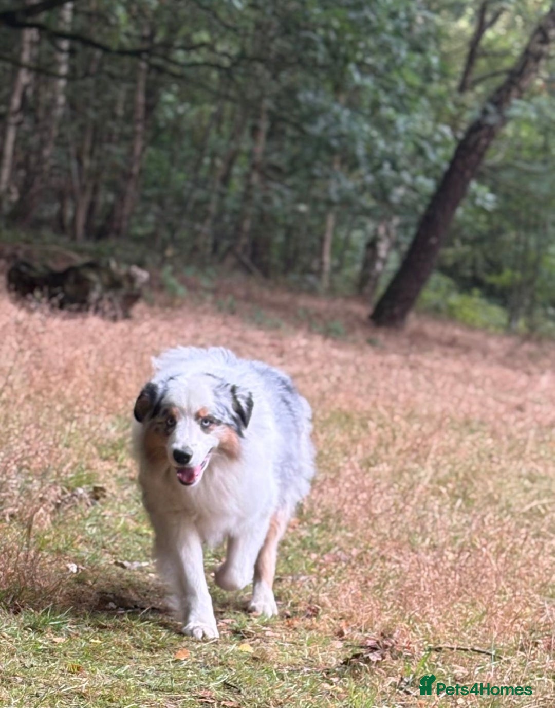 Australian Shepherd dogs for stud: Proven Blue Merle Australian Shepherd At Stud - Image 4