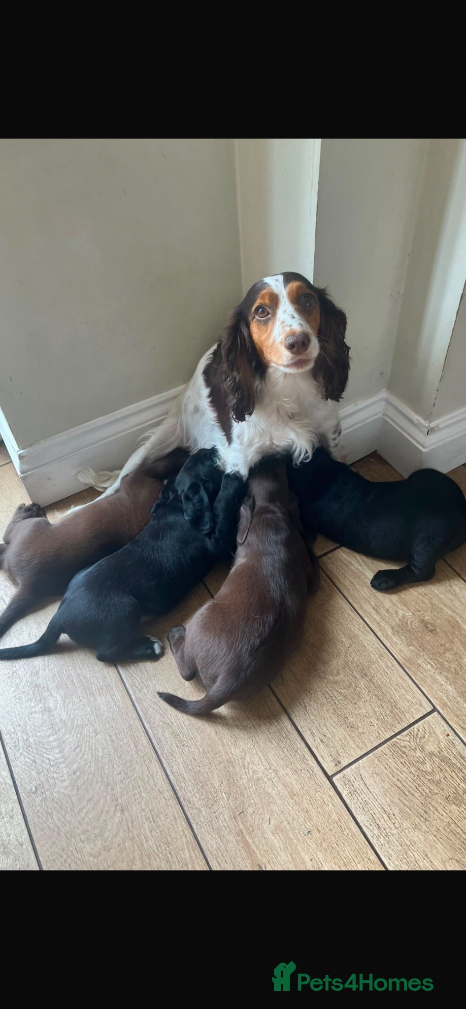 Mixed Breed dogs Stunning Working Cocker/Springador  - Advert 1
