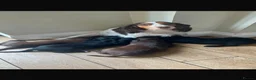 Mixed Breed dogs for sale: Litter of Working Cocker/Springador Puppies in Stowmarket - Advert 1