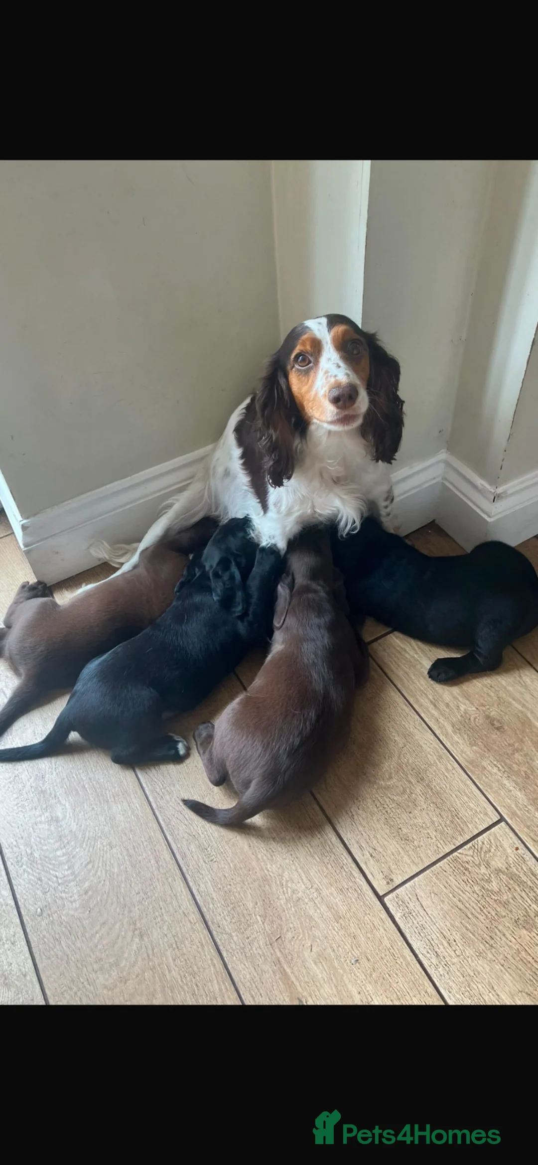 Mixed Breed dogs for sale: Litter of Working Cocker/Springador Puppies in Stowmarket - Advert 1