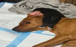 Labrador Retriever dogs for sale: Beautiful Labrador Puppies - Advert 2