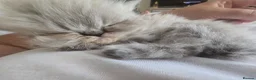 Persian cats for sale: Persian Kittens - Advert 3
