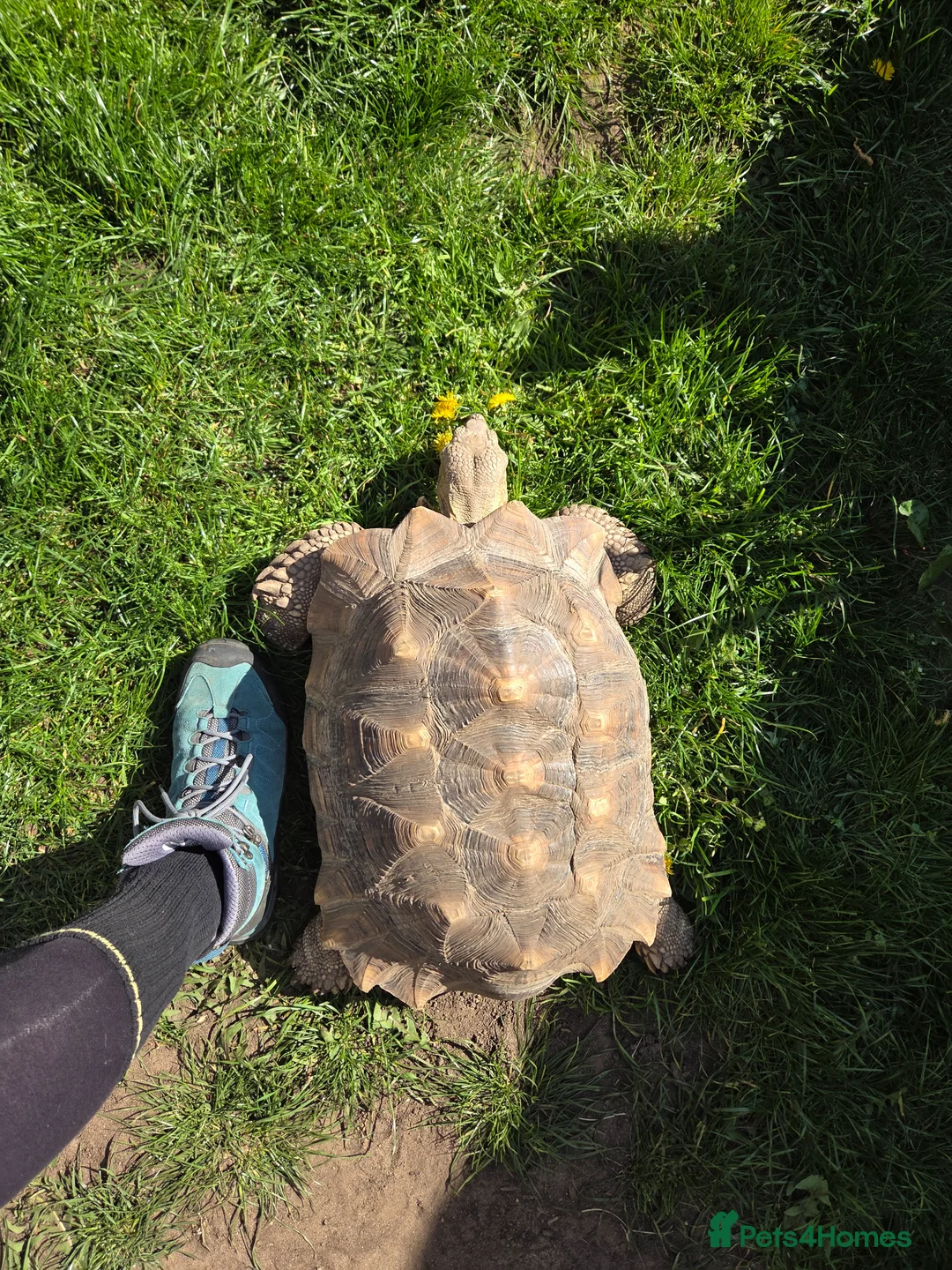 Tortoise reptiles for sale: Sulcata tortoise in Southend-on-Sea - Advert 3