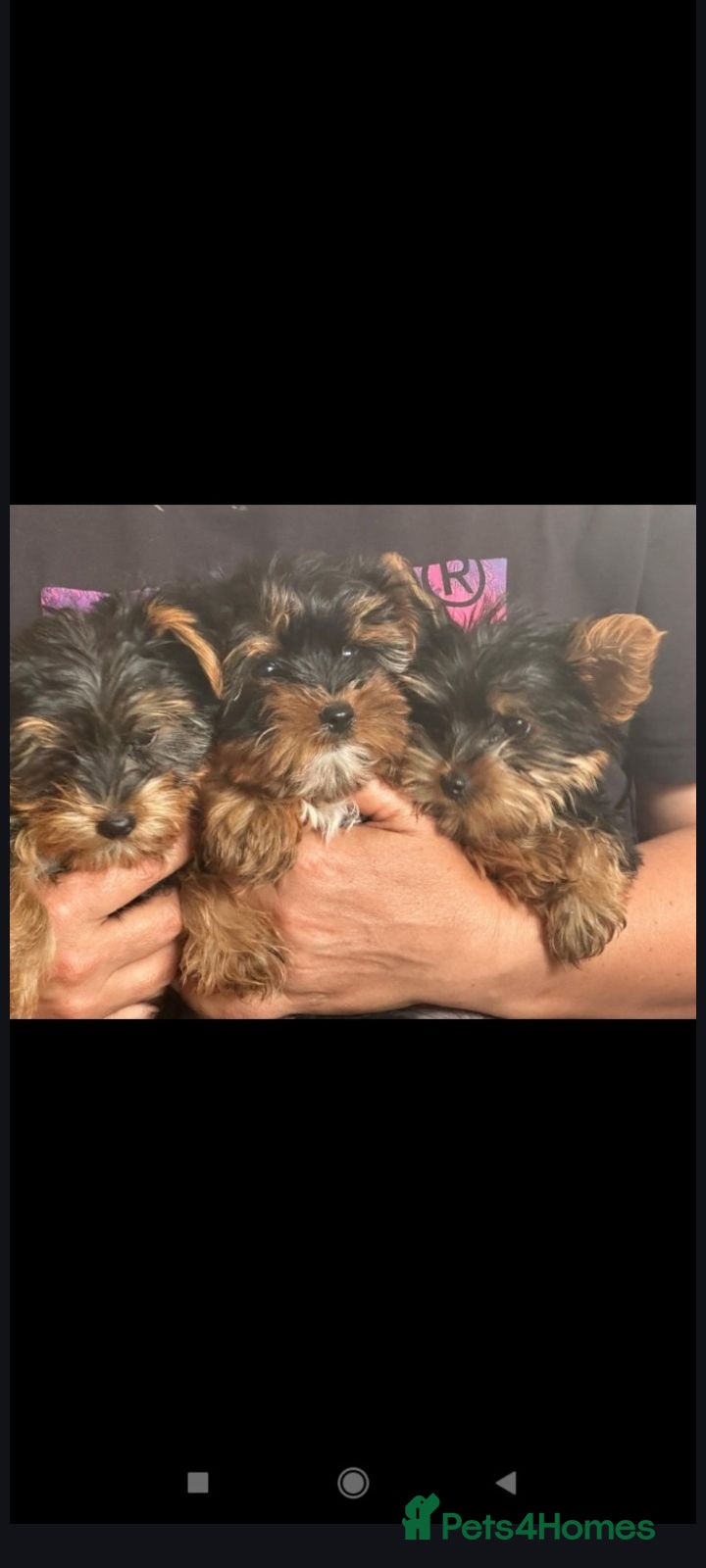 Yorkshire Terrier dogs Beautiful yorkshire terrier puppies - Advert 1