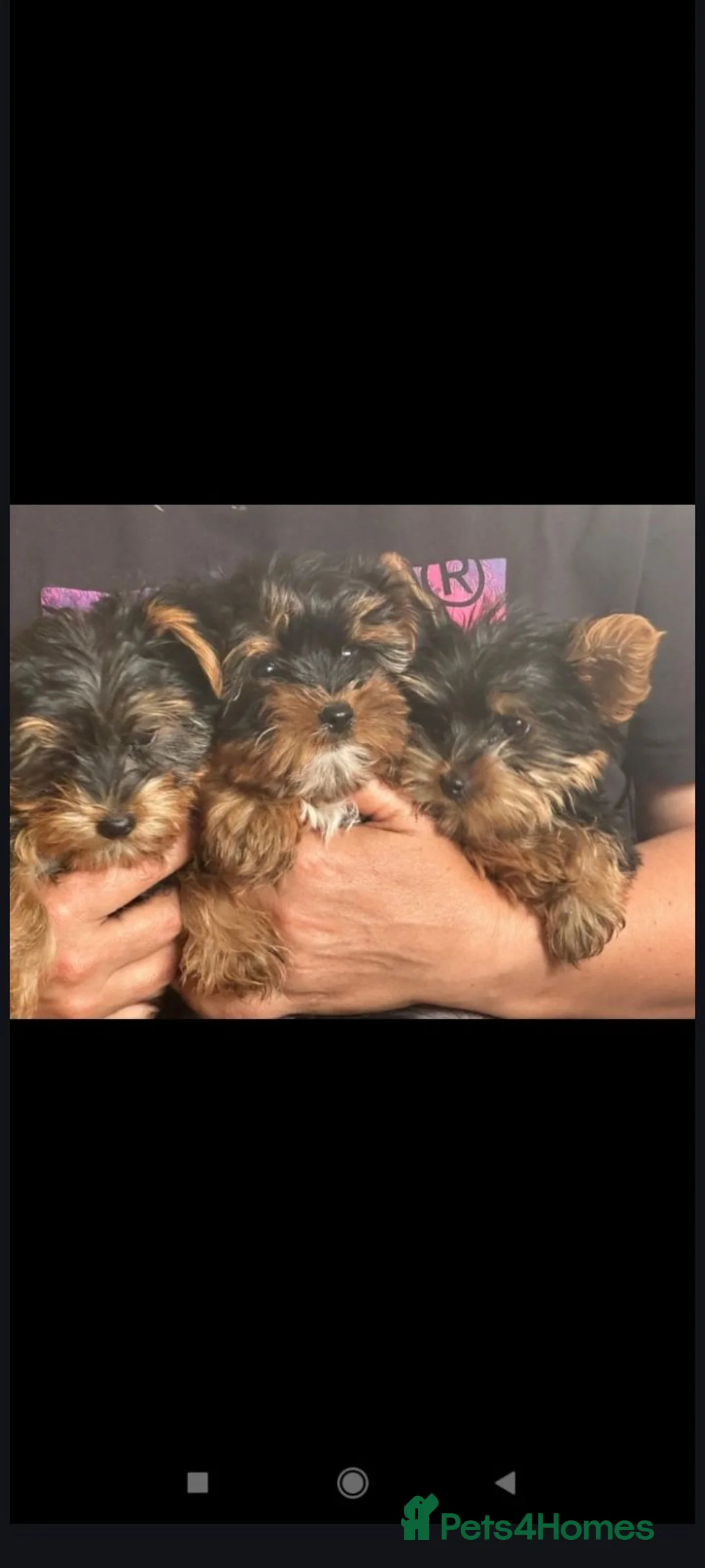 Yorkshire Terrier dogs for sale: Beautiful yorkshire terrier puppies - Advert 1