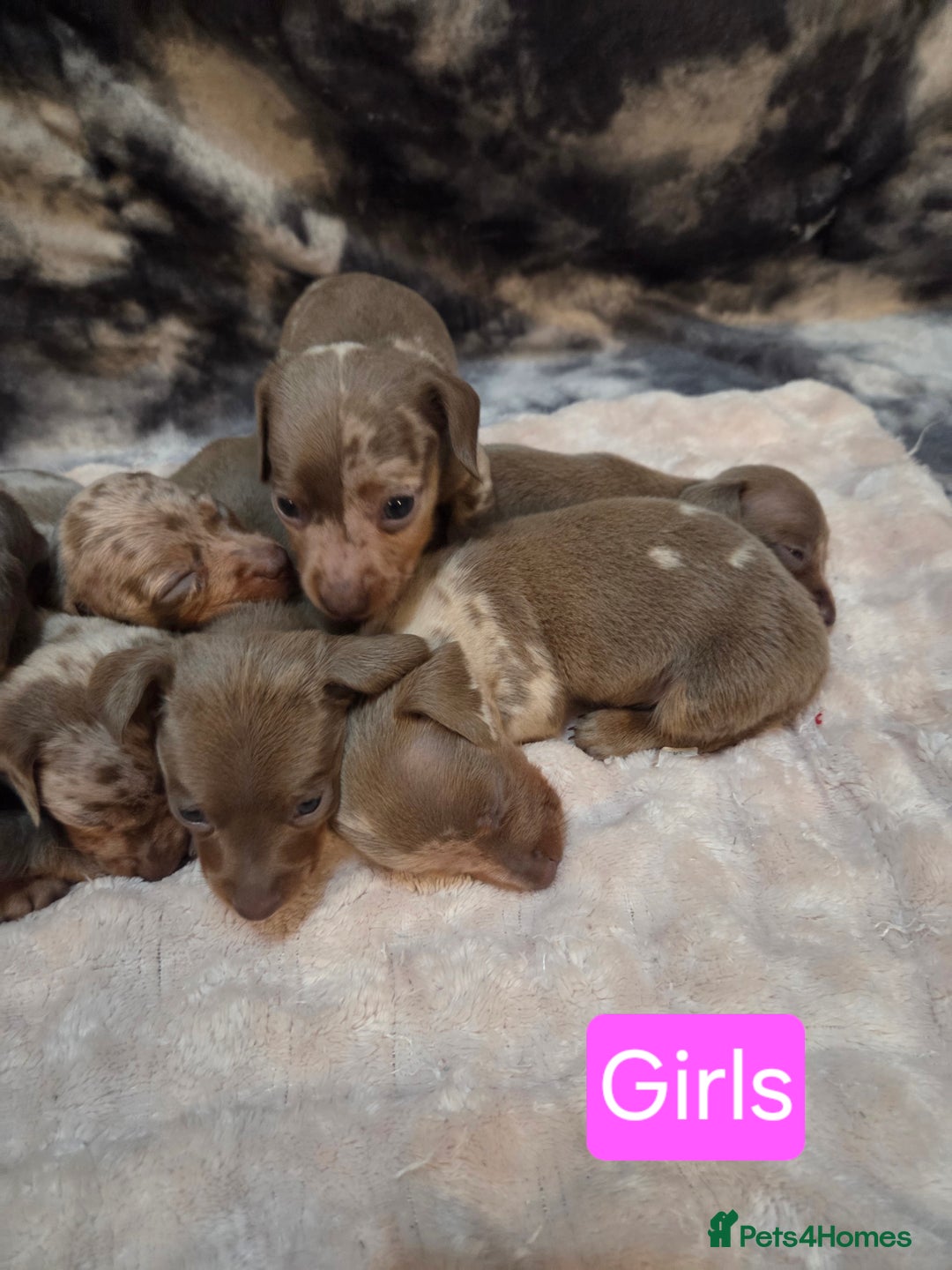 Miniature Dachshund dogs for sale: Miniature dachshund pups KC Reg - Advert 3