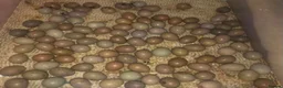Quail poultry for sale: QUAIL EGGS/CHINESE PAINTED BUTTONS ! - Advert 4