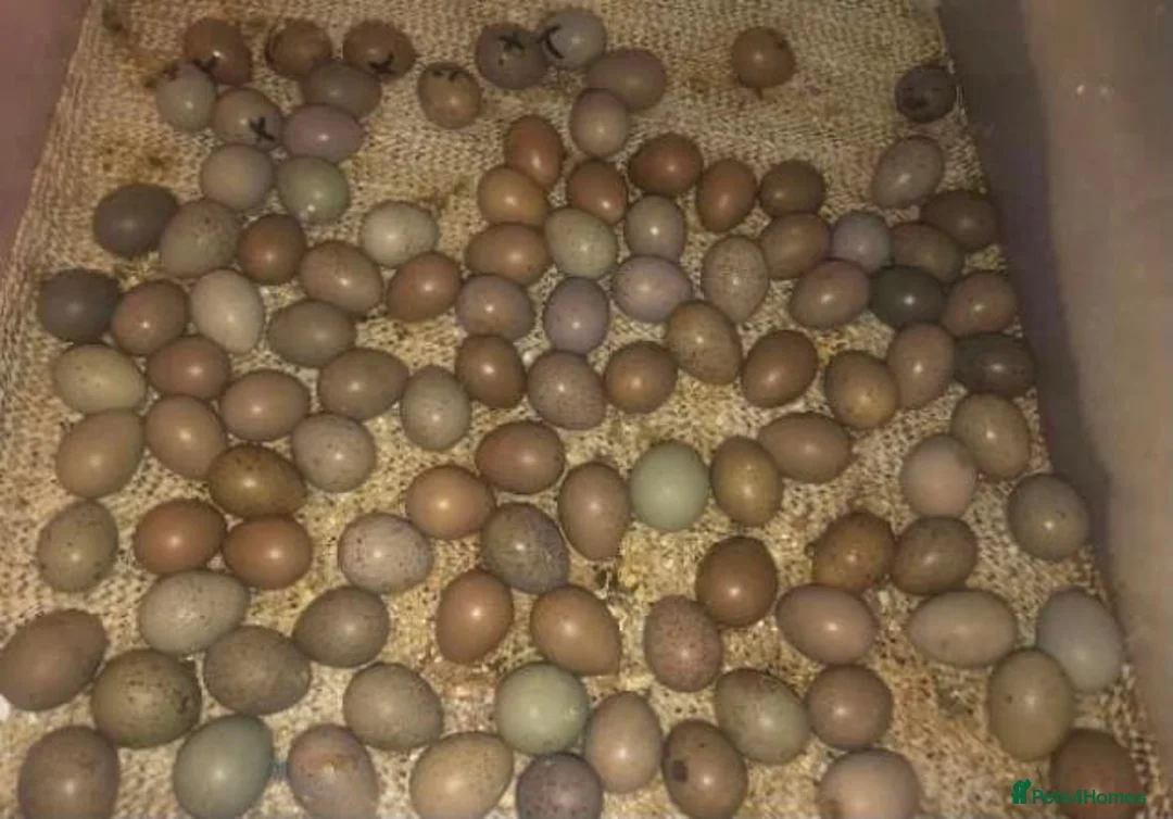 Quail poultry for sale: QUAIL EGGS/CHINESE PAINTED BUTTONS ! - Advert 4