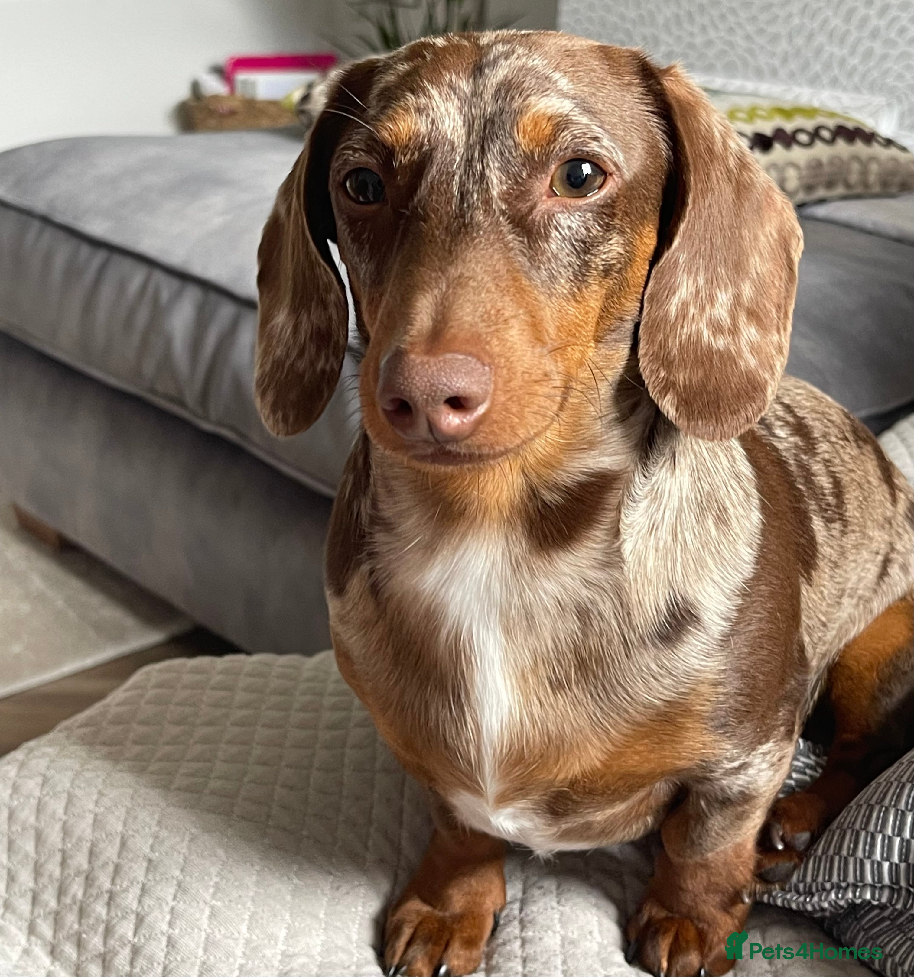 Miniature Dachshund dogs Miniature Dachshund  - Advert 13