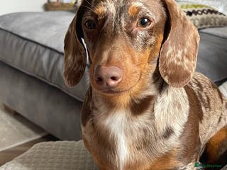 Miniature Dachshund dogs Miniature Dachshund - Advert 9