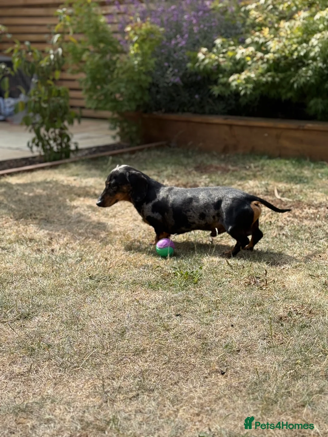 Dachshund dogs for sale: Miniature Dachshund  - Advert 2