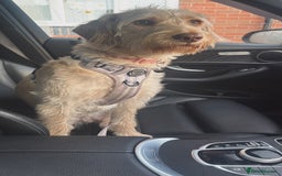 Labradoodle dogs for sale: 11 month old Miniature Labradoodle Bonnie  - Image 5