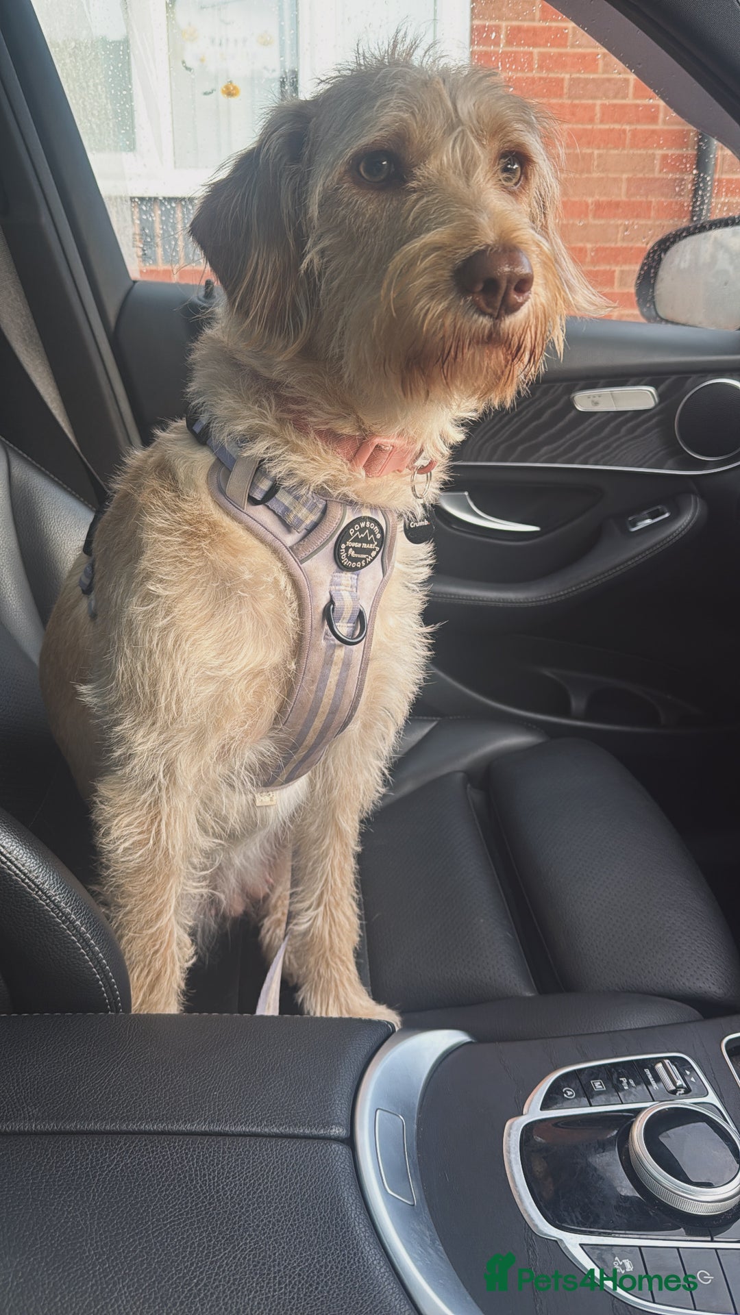 Labradoodle dogs for sale: 11 month old Miniature Labradoodle Bonnie  - Image 5