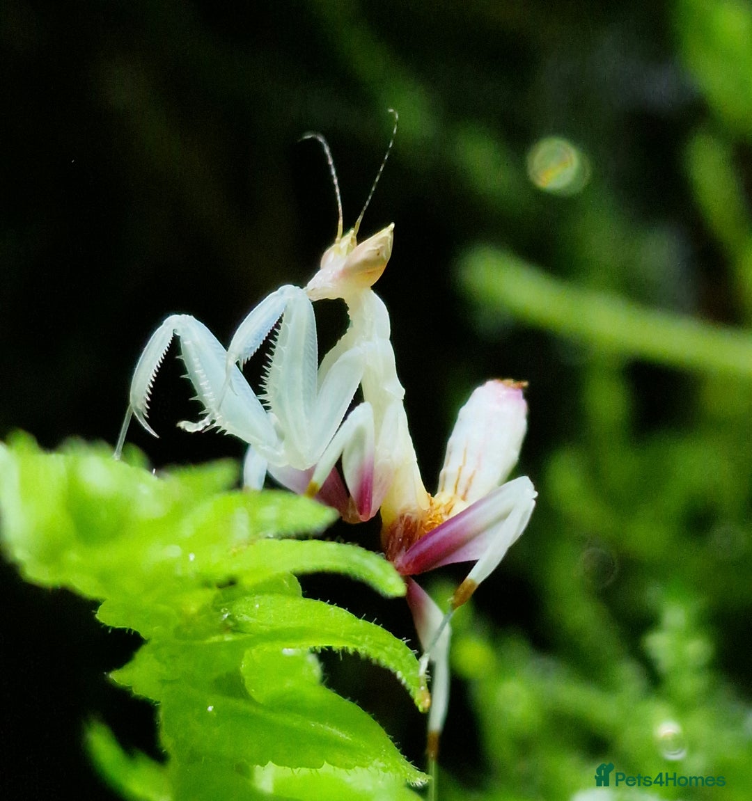 Praying Mantis invertebrates for sale: Orchid Praying Mantis - Image 2