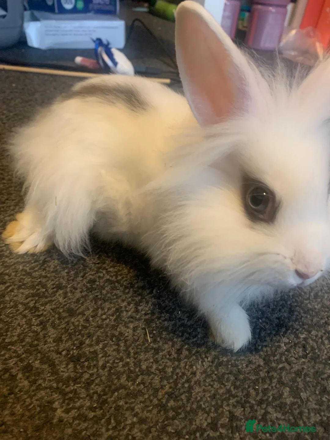 Lionhead rabbits for sale: Thumper - A Young Rabbit Looking for a Loving Home - Advert 3