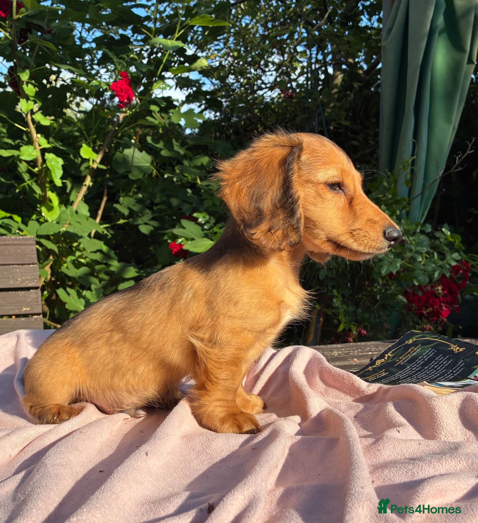 Miniature Dachshund dogs GORGEOUS KC reg PRA CLEAR MINI DACHSHUND PUPPIES - Advert 2
