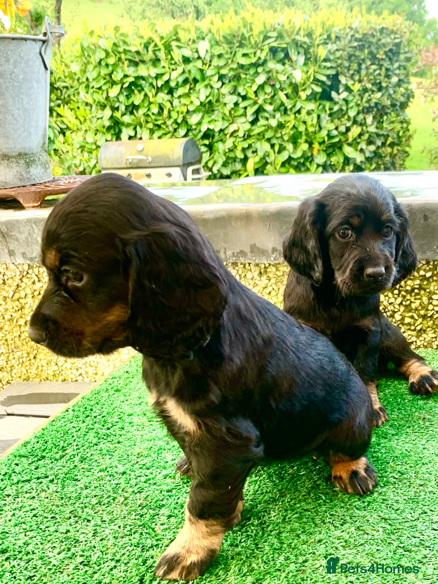 Cocker Spaniel dogs Sired from British Champion - Advert 5