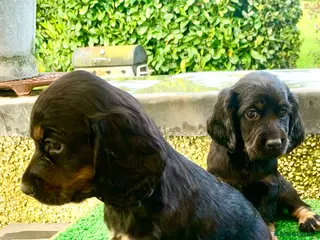 Cocker Spaniel dogs Sired from British Champion - Advert 5