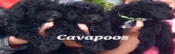 Toy Poodle dogs for stud: *2 STUDS AVAILABLE*FULL PEDIGREE SILVER & PHANTOM in Colwyn Bay - Advert 31