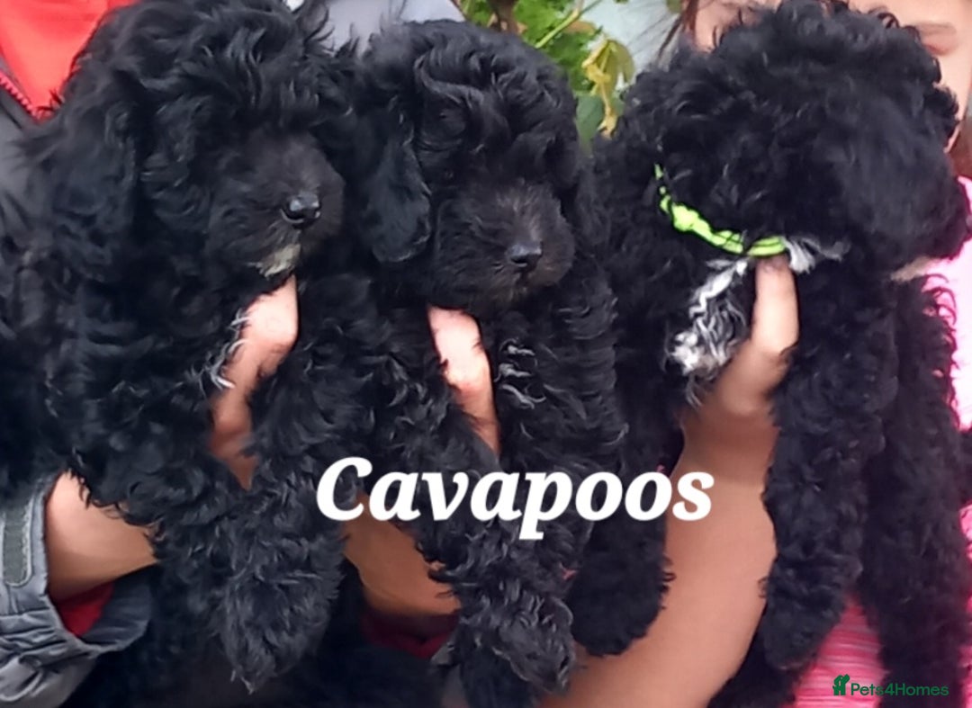 Toy Poodle dogs for stud: *2 STUDS AVAILABLE*FULL PEDIGREE SILVER & PHANTOM in Colwyn Bay - Advert 31