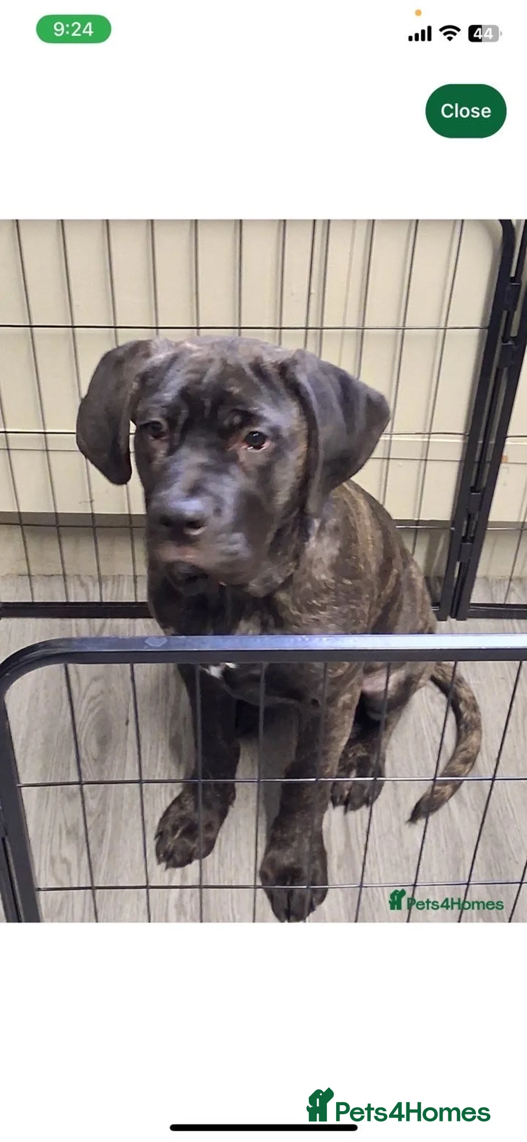 Cane Corso dogs for sale: Beautiful Female Cane corso for sale  in Bedford - Advert 7