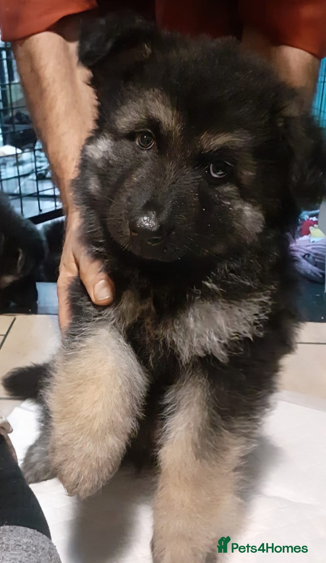 German Shepherd dogs for sale: Gorgeous Shepherd Puppies for Sale - Advert 1