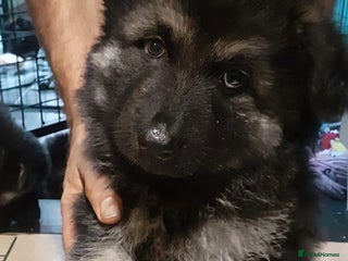 German Shepherd dogs FOUR REMAINING Gorgeous Shepherd Puppies for Sale - Advert 3