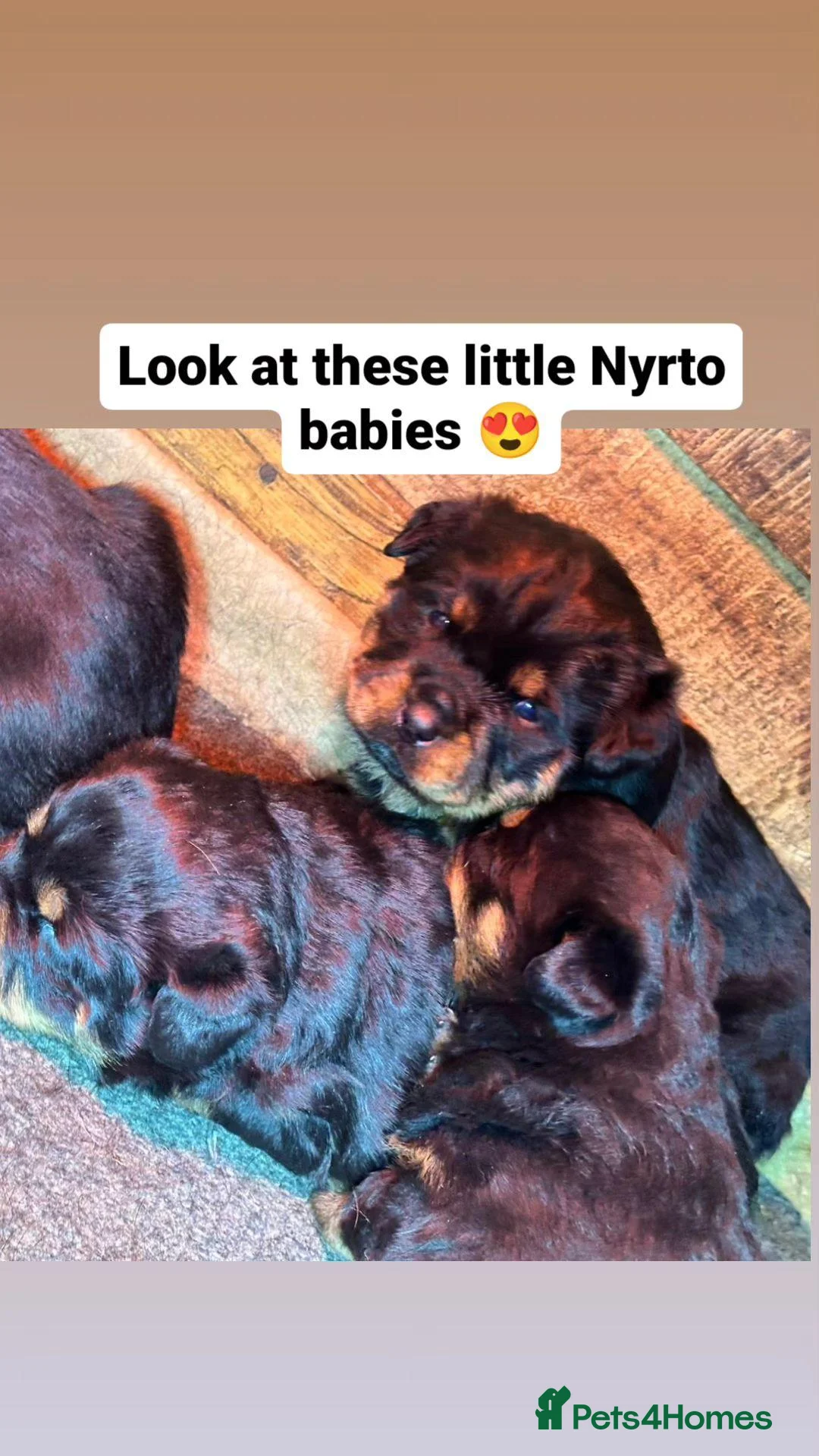 Rottweiler dogs for stud: Stunning Fully Health Tested KC Reg Rottweiler  in Langport - Advert 15