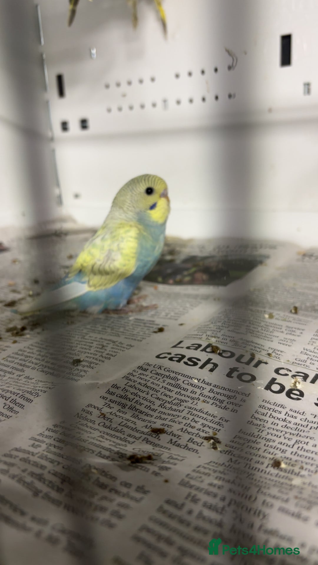 Budgerigars birds for sale: Beautiful baby budgies for sale  - Image 5