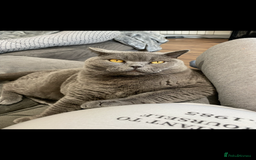 British Shorthair cats for sale: Mowgli and Millie - Image 3