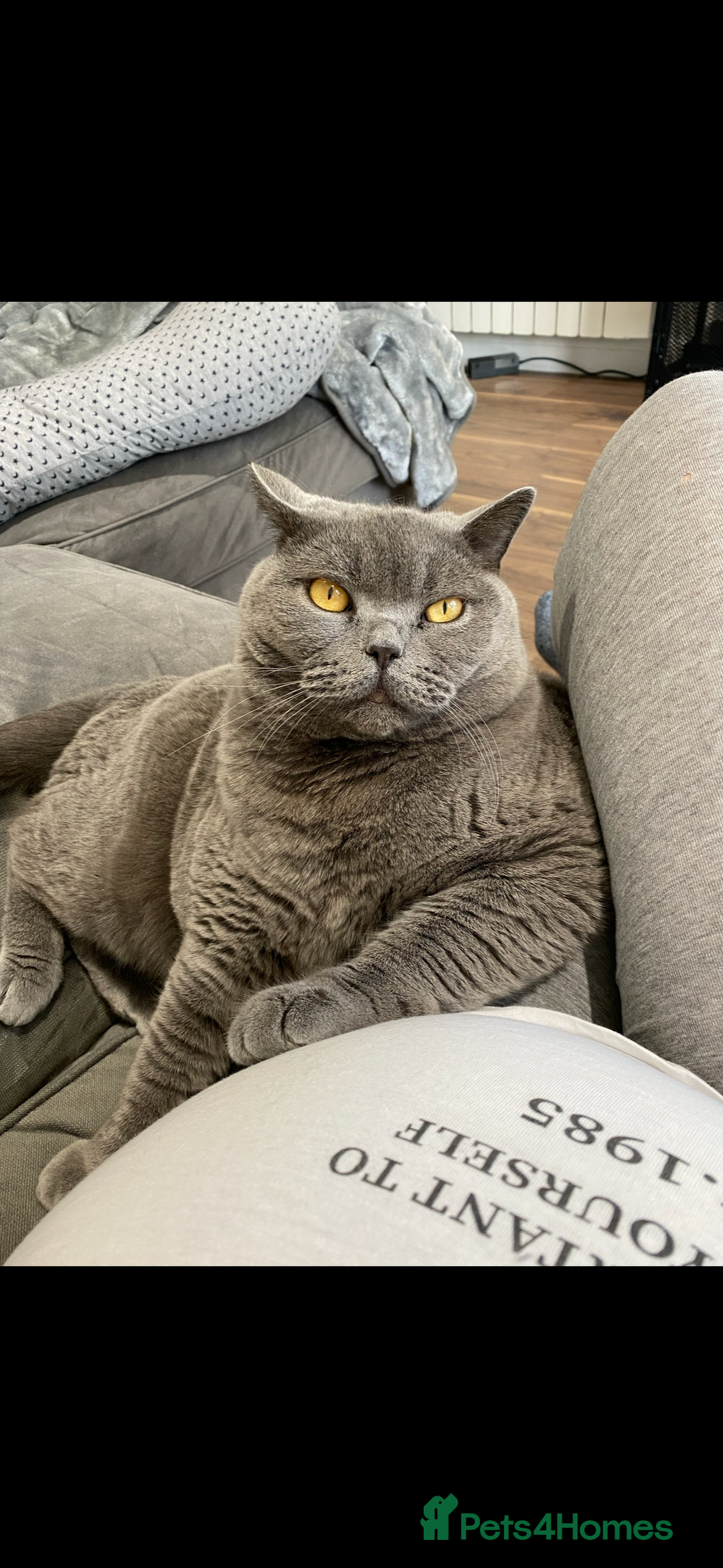 British Shorthair cats for sale: Mowgli and Millie - Image 3