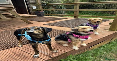 Mixed Breed dogs - Advert 9