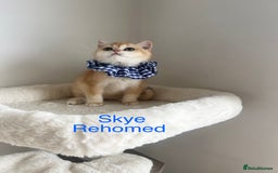 British Shorthair cats for sale: Rare Golden NY12 British Shorthair Boy - Image 15